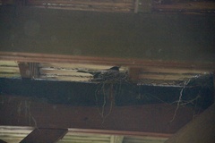 Turdus migratorius image