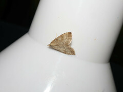 Udea decrepitalis