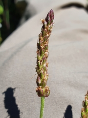 Plantago maritima serpentina