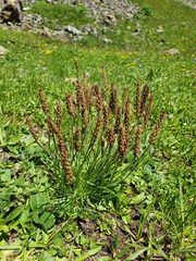 Plantago maritima serpentina