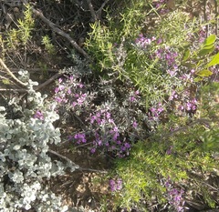 Indigofera sp11