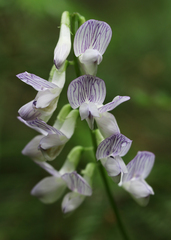 Vicia sylvatica