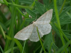 Scopula ternata
