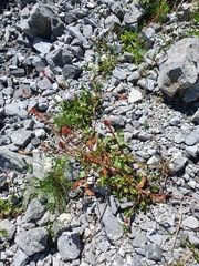 Rumex nivalis