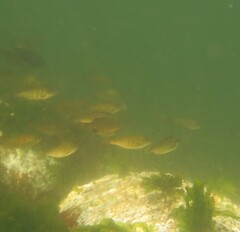 Cymatogaster aggregata