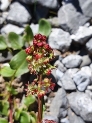Rumex nivalis