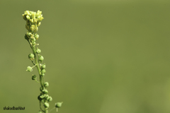 Neslia paniculata thracica