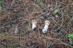 Agaricus langei