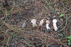 Agaricus langei