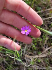 Primula finmarchica