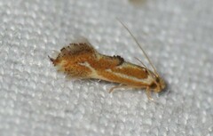 Philonome clemensella