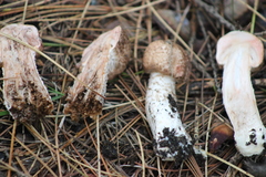 Agaricus langei
