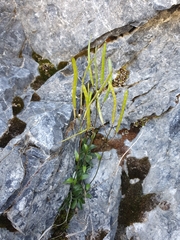 Arabis pumila