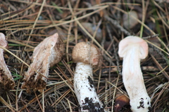 Agaricus langei