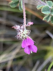 Indigofera alopecuroides