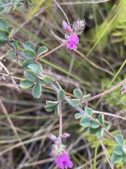 Indigofera alopecuroides