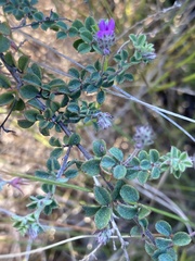 Indigofera alopecuroides