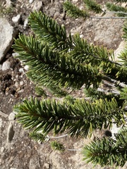 Pinus balfouriana austrina