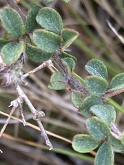 Indigofera alopecuroides