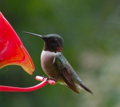 Archilochus colubris