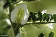 Astragalus aleppicus