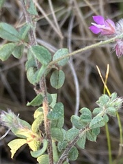 Indigofera alopecuroides