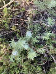 Eriocephalus racemosus