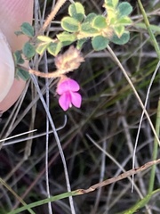 Indigofera alopecuroides