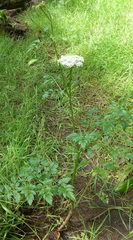 Conioselinum gmelinii