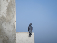 Columba livia