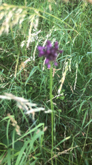 Allium rotundum