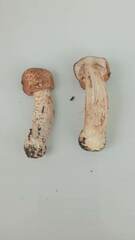 Agaricus langei