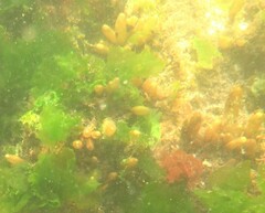 Halosaccion glandiforme