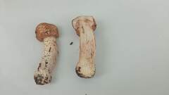 Agaricus langei