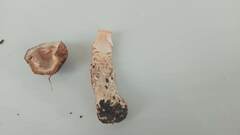 Agaricus langei