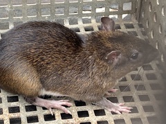 Napo Spiny-Rat photo 3