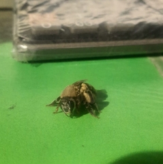 Ptiloglossa