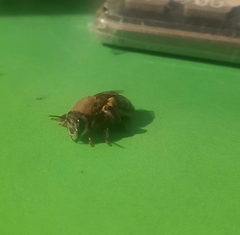 Ptiloglossa