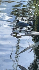 Chroicocephalus ridibundus