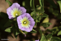 Convolvulus humilis