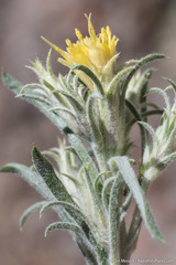 Ericameria parryi