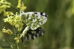 Euchloe ausonia