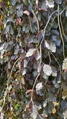 Fagus sylvatica