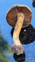 Inocybe praetervisa