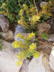 Sedum annuum