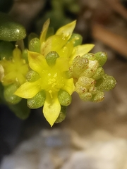 Sedum annuum