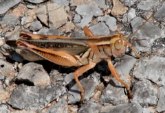 Melanoplus packardii