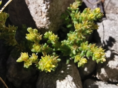 Sedum annuum