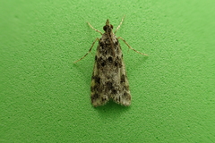 Eudonia lineola