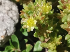 Sedum annuum